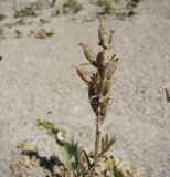 Astragalus onobrychis. Соплодие. Краснодарский край, Ейский р-н, ракушечный пляж на берегу Ясенского залива. 24.08.2010.