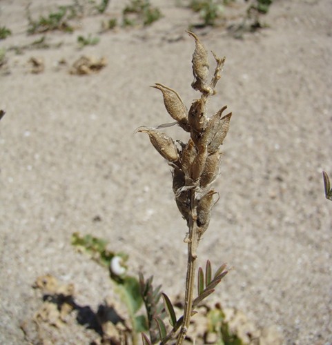 Image of Astragalus onobrychis specimen.