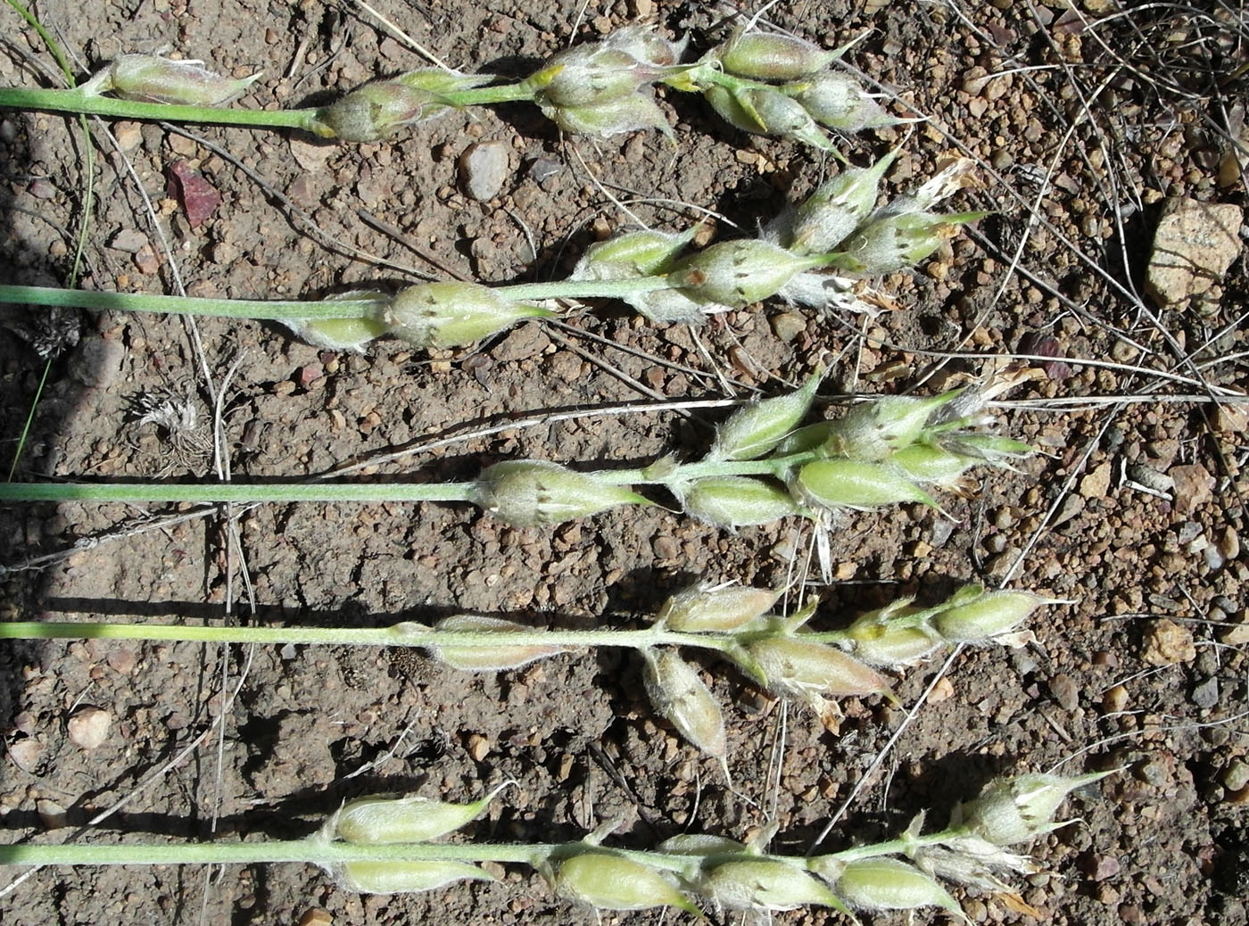 Image of Oxytropis songarica specimen.