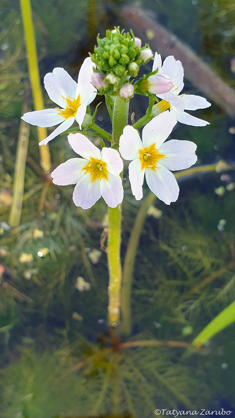 Изображение особи Hottonia palustris.