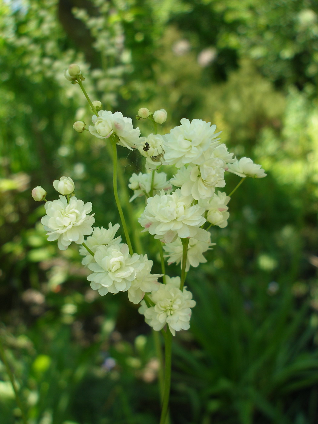 Image of Filipendula vulgaris specimen.