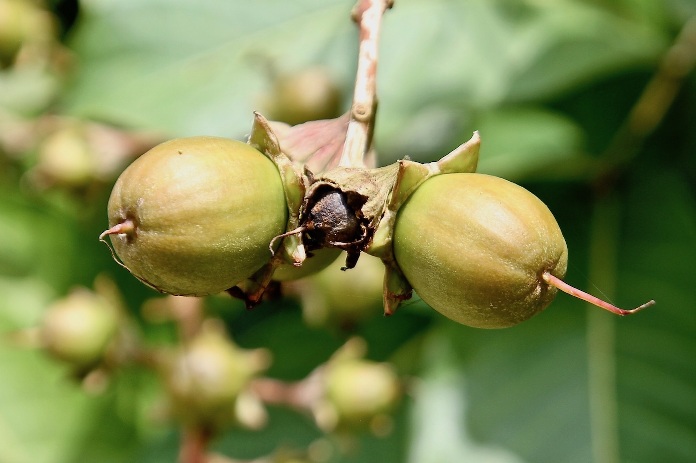 Image of Lagerstroemia speciosa specimen.