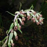 Epipactis condensata