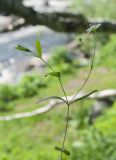 Moehringia lateriflora. Цветущее растение. Мурманская обл., Кольский р-н, левый берег р. Лавна, пойменный разнотравный березняк. 08.07.2020.