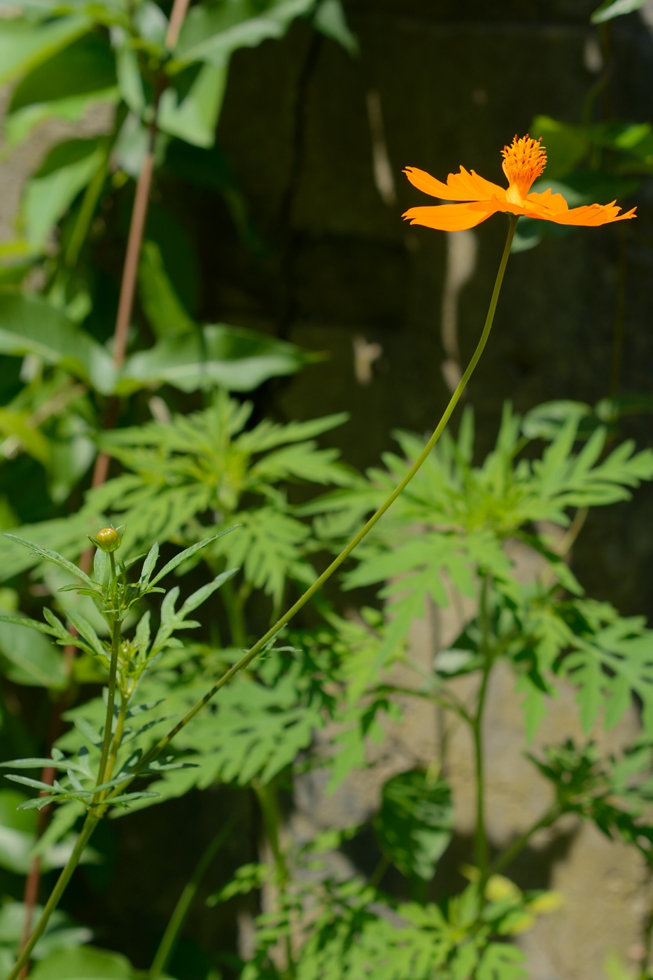 Изображение особи Cosmos sulphureus.