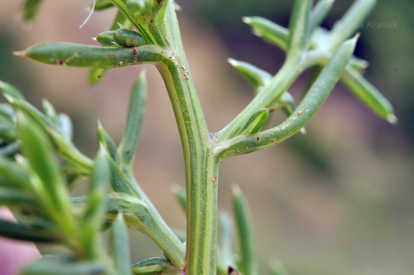 Image of Salsola komarovii specimen.