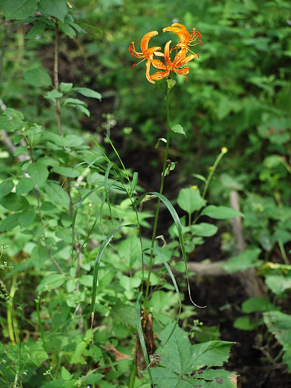 Изображение особи Lilium distichum.