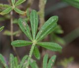 Cleome rubella