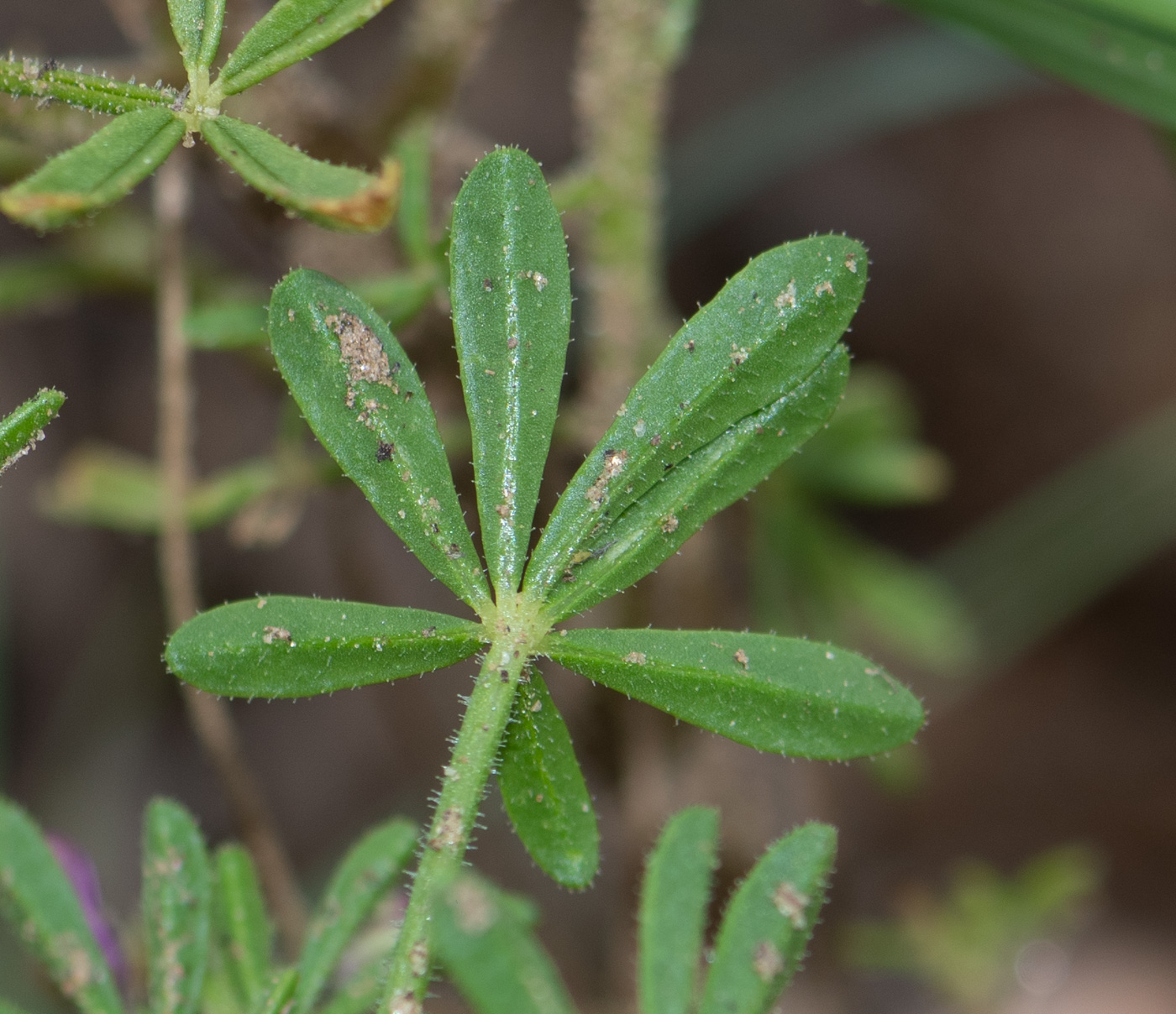 Изображение особи Cleome rubella.