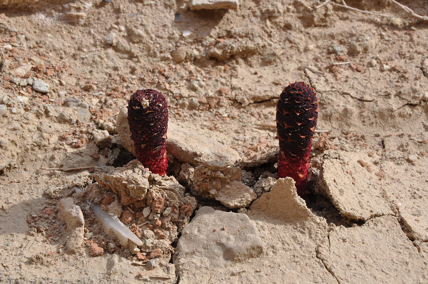 Image of Cynomorium songaricum specimen.