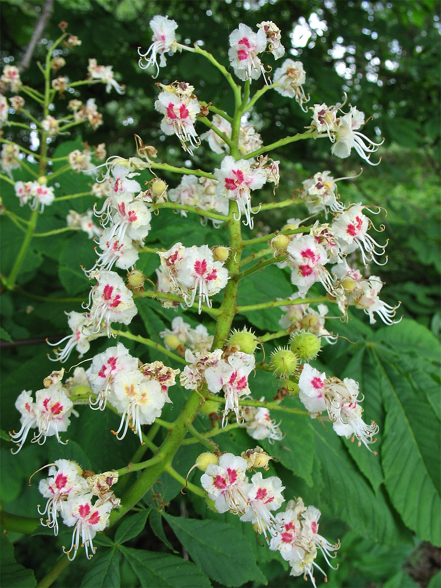 Image of Aesculus hippocastanum specimen.