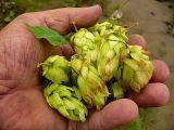 Humulus lupulus. Соплодия. Чувашия, окр. г. Шумерля, правый берег р. Сура, Сурский затон. 10 сентября 2008 г.