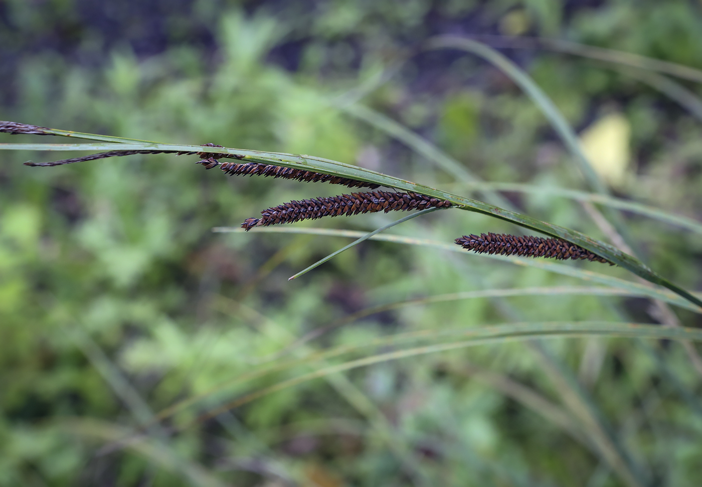 Изображение особи Carex acuta.