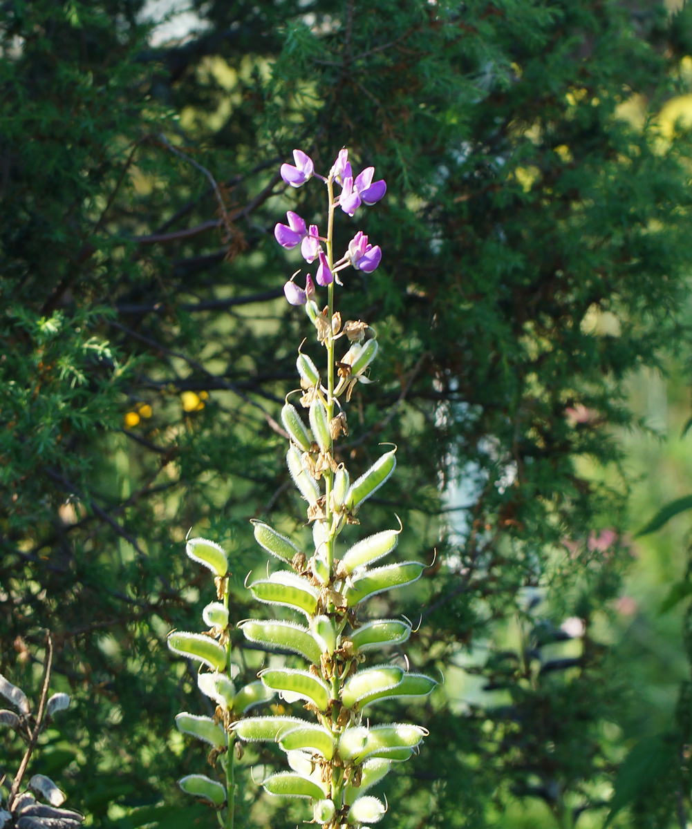 Image of Lupinus polyphyllus specimen.