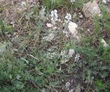 Oxytropis merkensis. Цветущее растение. Казахстан, Терскей-Алатау, горы Басулытау, 2200 м н.у.м. 16.06.2010.
