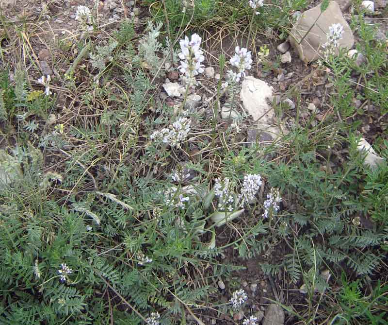 Image of Oxytropis merkensis specimen.