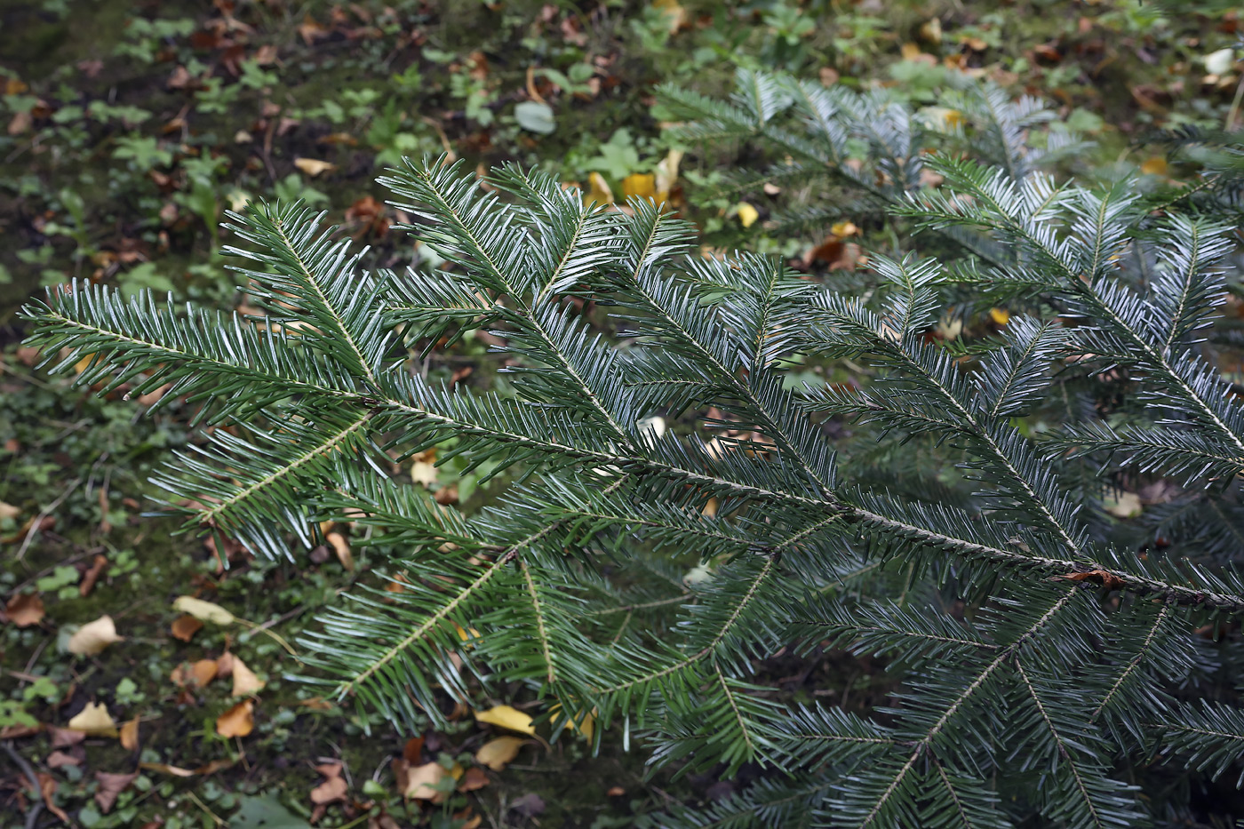 Изображение особи Abies nordmanniana.