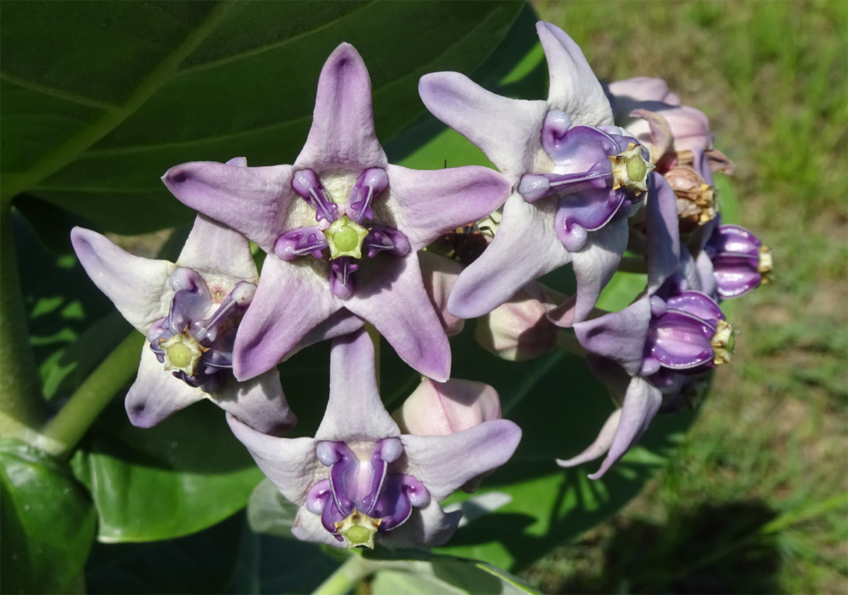 Image of Calotropis gigantea specimen.