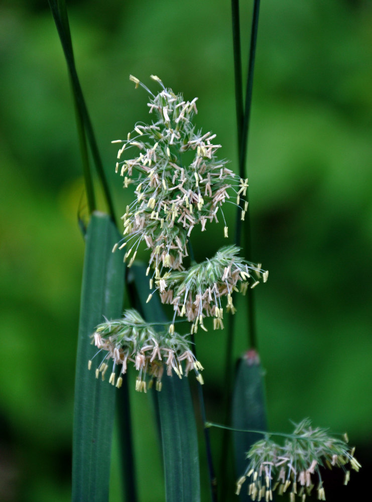 Image of Dactylis glomerata specimen.