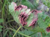 Geranium platypetalum. Часть листа (вид снизу), поражённого, вероятно, ржавчинным грибом Puccinia leveillei. Кабардино-Балкария, Эльбрусский р-н, долина р. Ирикчат, ок. 2600 м н.у.м., субальпийский луг. 07.07.2020.