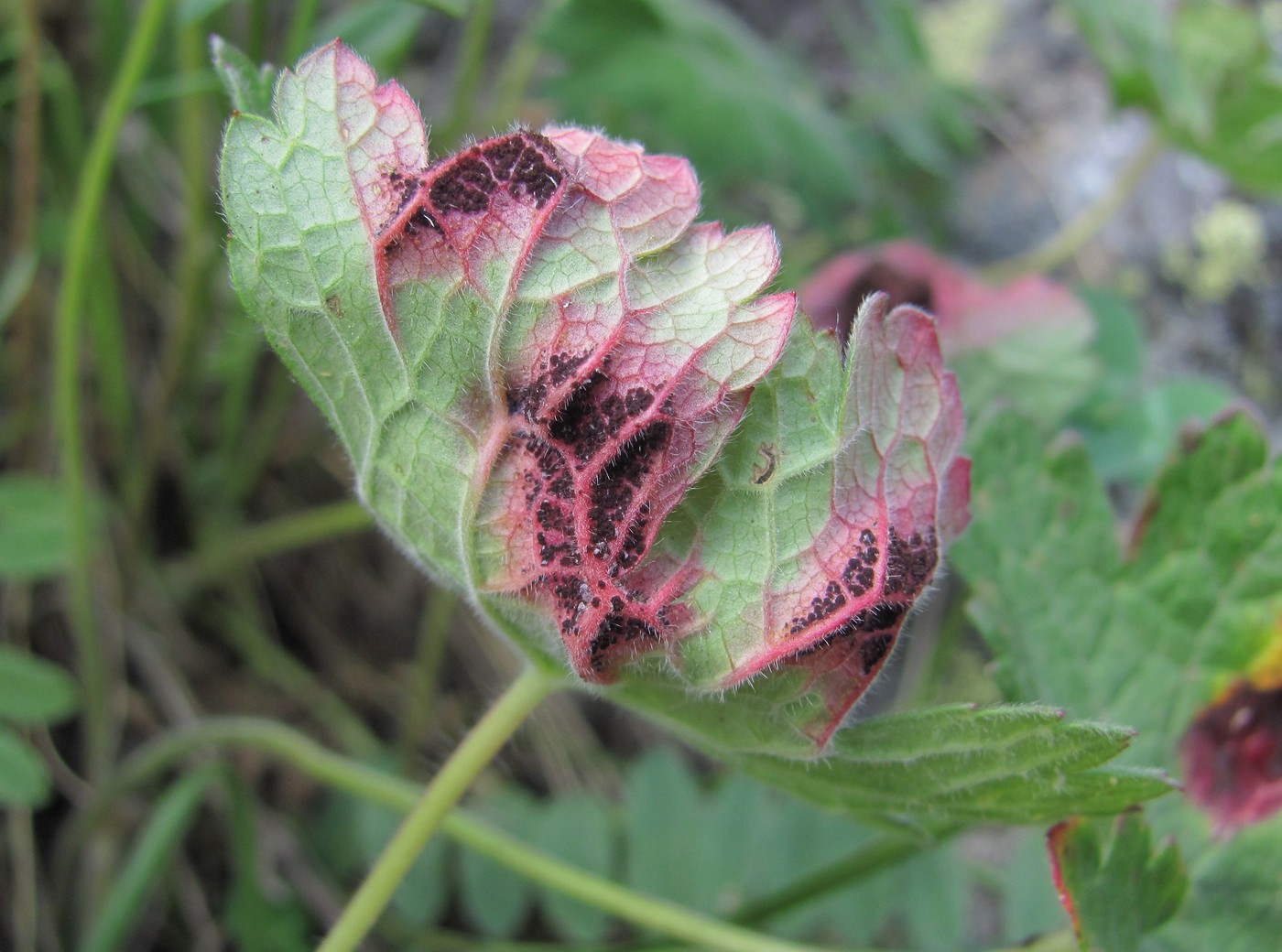 Image of Geranium platypetalum specimen.