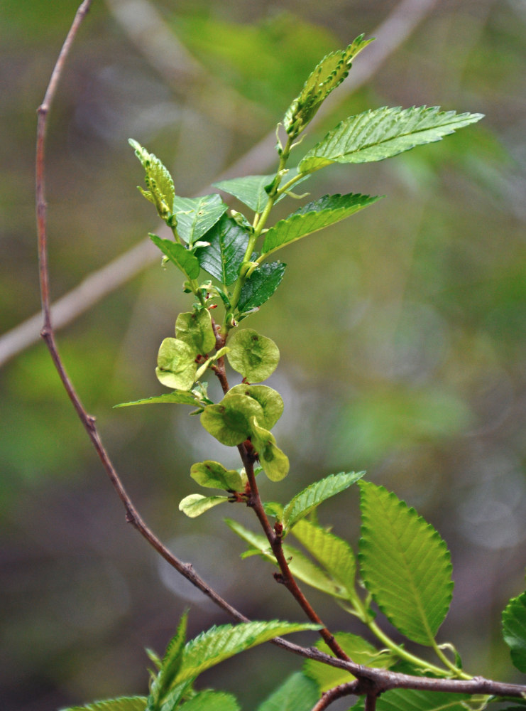 Изображение особи Ulmus pumila.