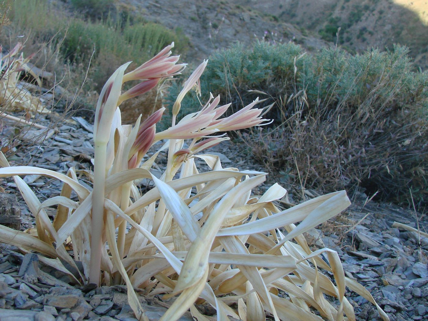 Изображение особи Ungernia oligostroma.