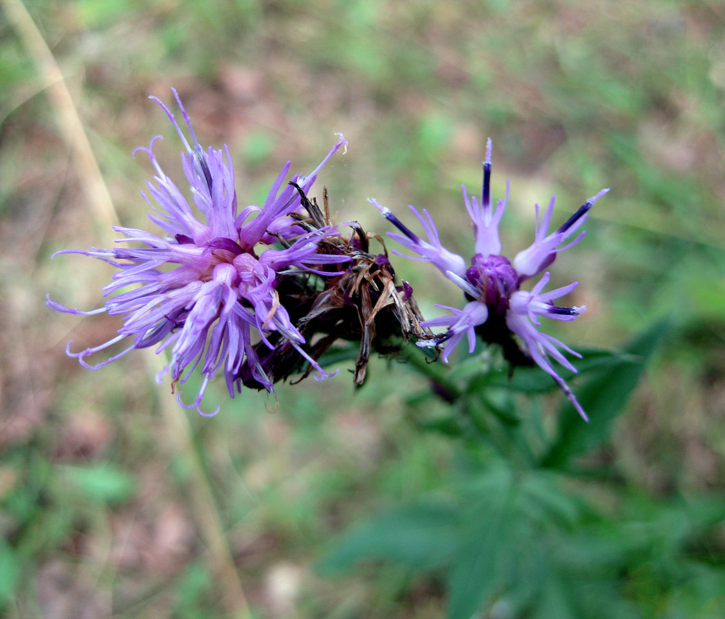 Image of Serratula tinctoria specimen.