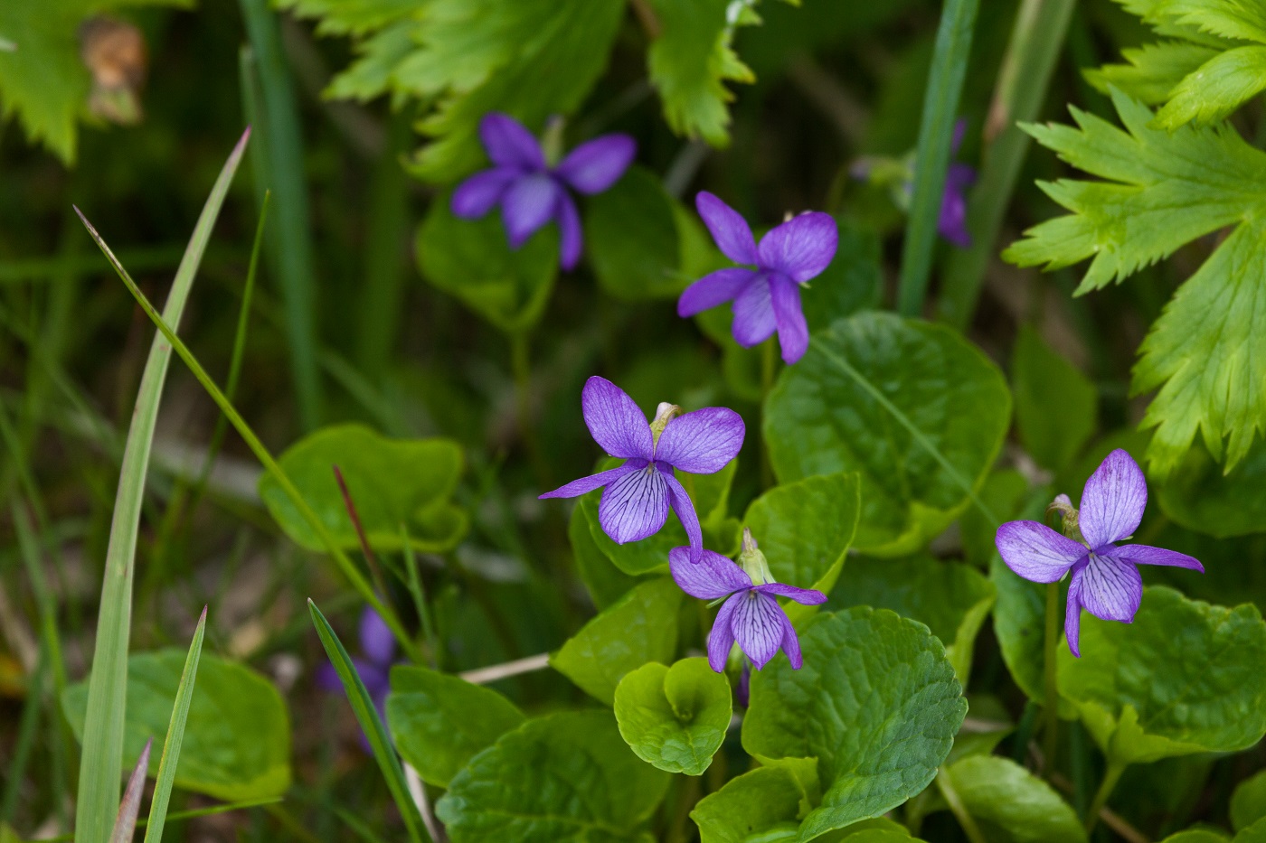 Image of Viola langsdorfii specimen.