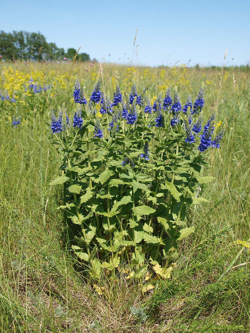 Изображение особи Veronica teucrium.