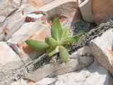 Cirsium vulgare. Розетка листьев. Краснодарский край, м/о г. Геленджик, окр. с. Дивноморское, приморский склон горы Димегина, скальное обнажение. 25.08.2014.