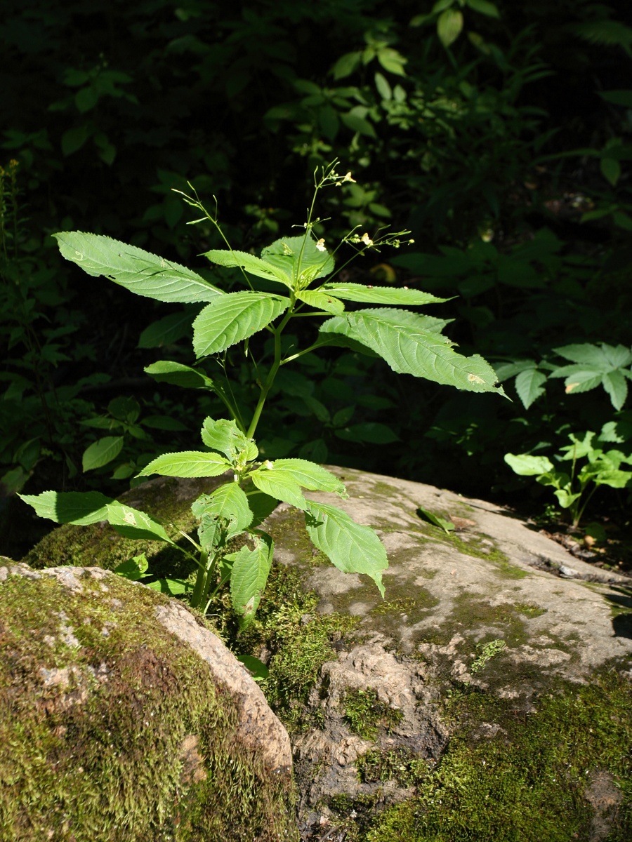 Image of Impatiens parviflora specimen.