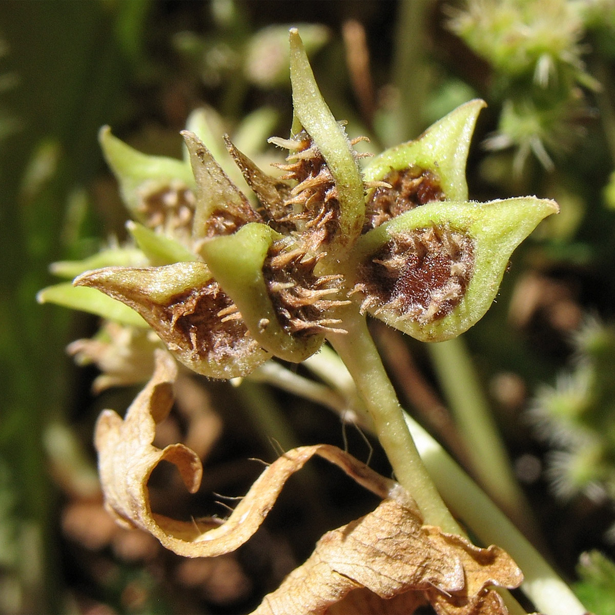 Image of Ranunculus muricatus specimen.