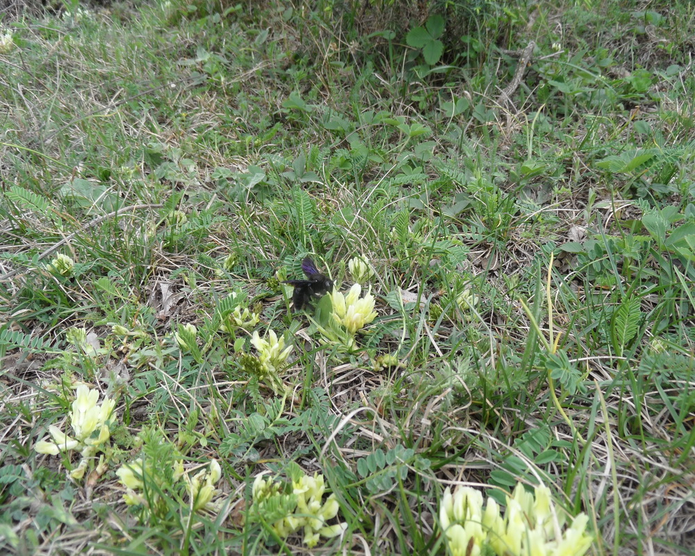 Image of Astragalus resupinatus specimen.