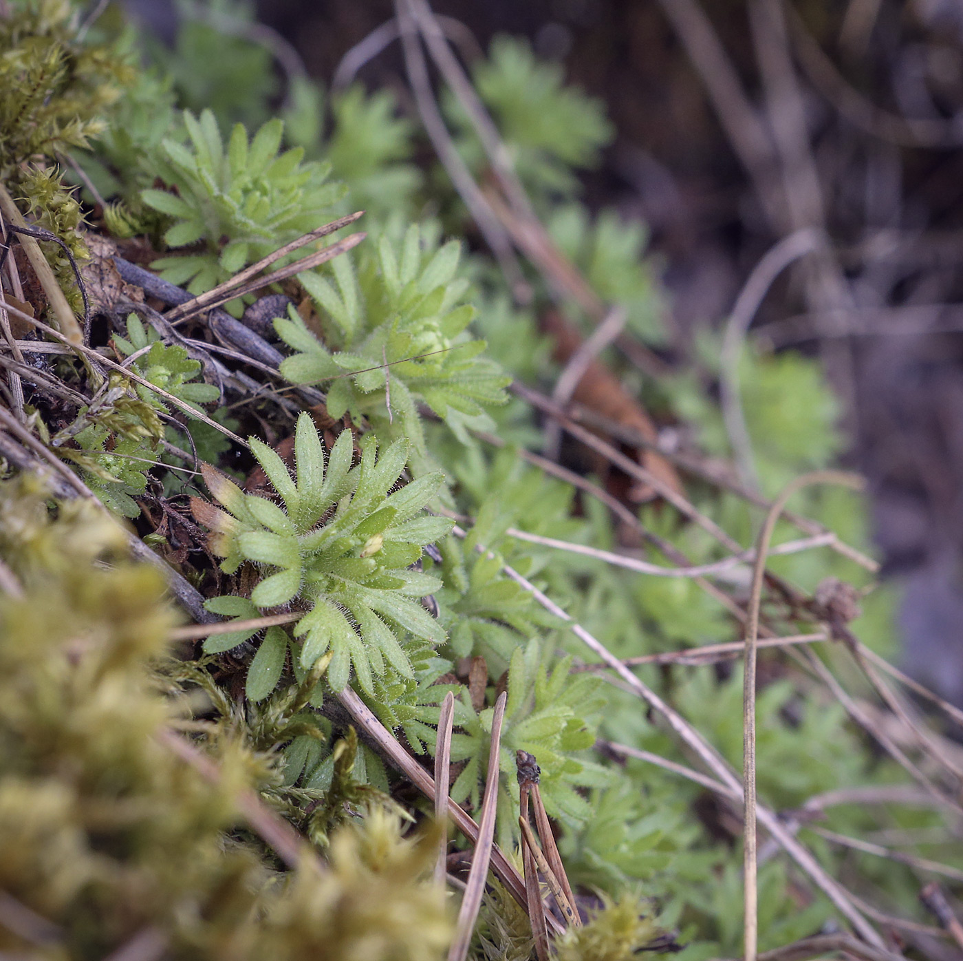 Изображение особи Saxifraga cespitosa.