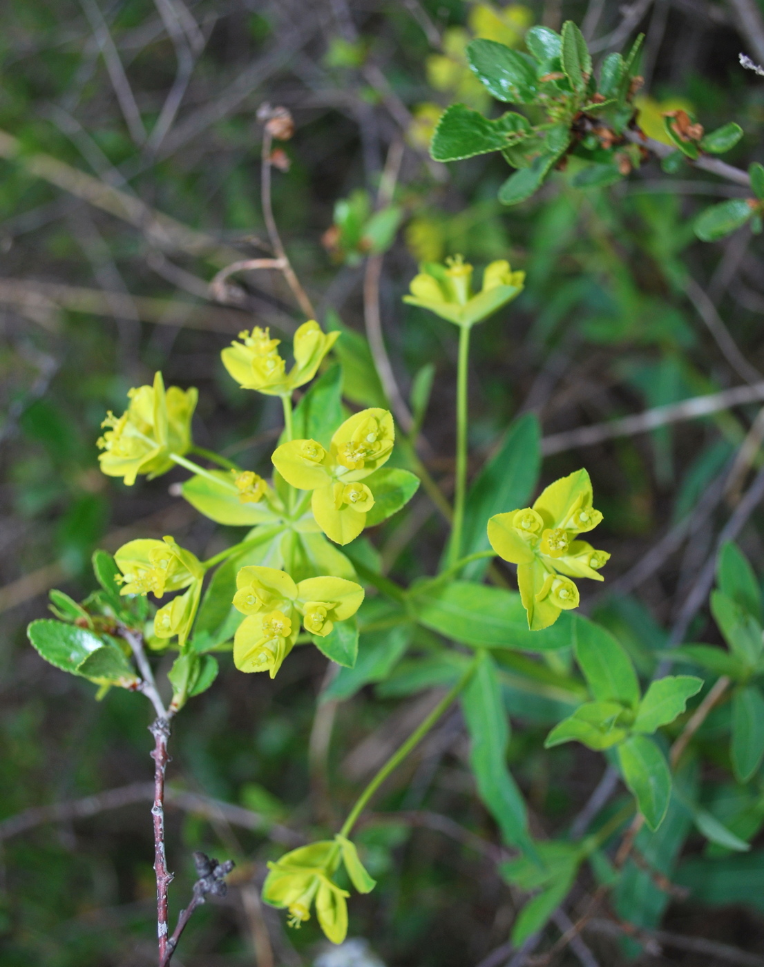 Изображение особи род Euphorbia.