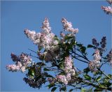 Syringa vulgaris