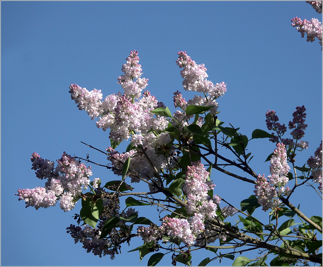 Изображение особи Syringa vulgaris.