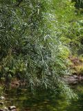 Salix schwerinii