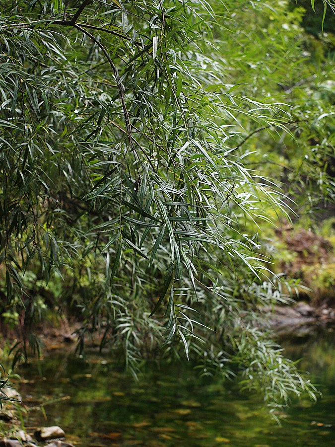 Image of Salix schwerinii specimen.