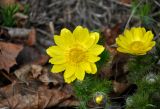 Adonis vernalis. Верхушка побега с цветком. Самарская обл., Ставропольский р-н, окр. с. Жигули, залив Жигулёвская Труба, опушка широколиственного леса. 03.05.2021.