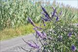 Vitex agnus-castus