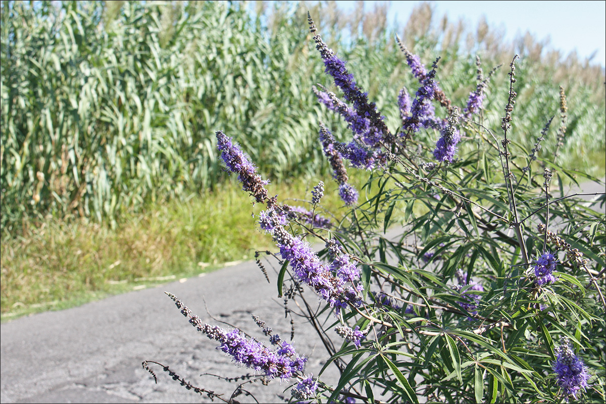 Изображение особи Vitex agnus-castus.