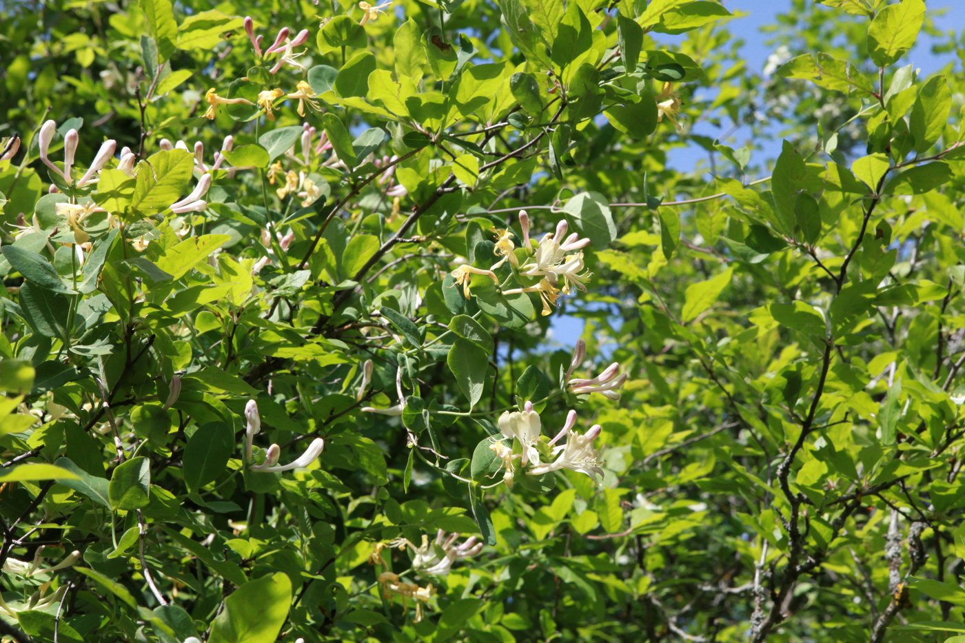 Image of Lonicera caprifolium specimen.