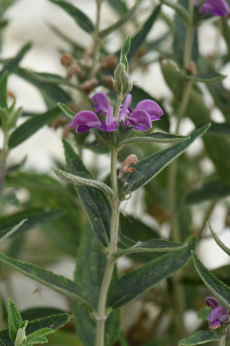 Image of Phlomis taurica specimen.