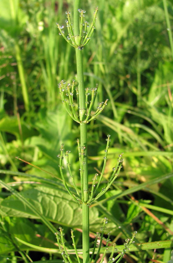 Изображение особи Equisetum fluviatile.