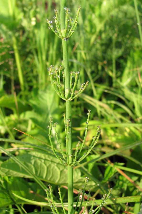 Image of Equisetum fluviatile specimen.