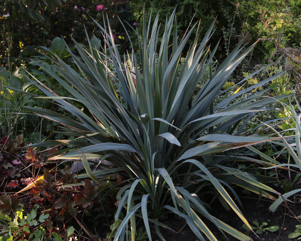 Изображение особи Yucca glauca.