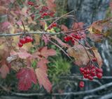 Viburnum opulus. Часть плодоносящей веточки. Пермский край, Оханский р-н, Тулумбаихинское сельское поселение, Кунчурихинский бор, часто затапливаемый песчаный берег. 25.09.2021.