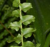 Nephrolepis exaltata